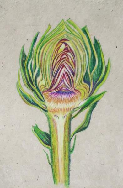 Artichoke