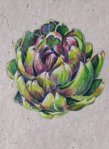 Artichoke 2
