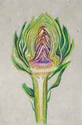 Artichoke