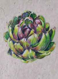 Artichoke 2